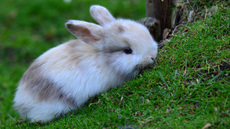 Kaninchen (10).jpg